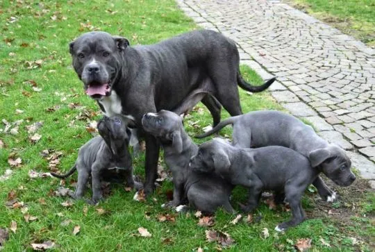 Najlepszym pet rodzina (pitbull) szuka nowego domu {{emanuellepatricia71@gmail.com}}, , Kraków