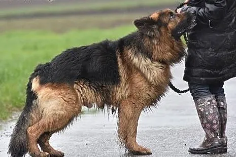 BOLERO piękny ON do adopcji,  małopolskie Kraków