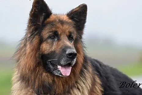 BOLERO piękny ON do adopcji,  małopolskie Kraków