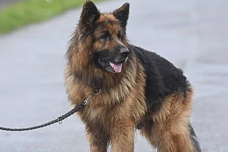 BOLERO piękny ON do adopcji,  małopolskie Kraków