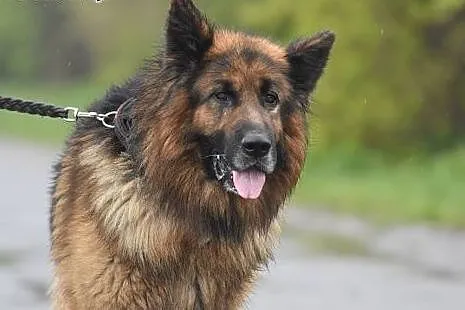 BOLERO piękny ON do adopcji,  małopolskie Kraków