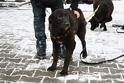Cudowna, żywiołowa sunia do adopcji