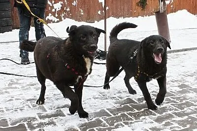 Cudowna, żywiołowa sunia do adopcji
