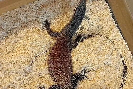 Varanus glauerti samica 5 lat