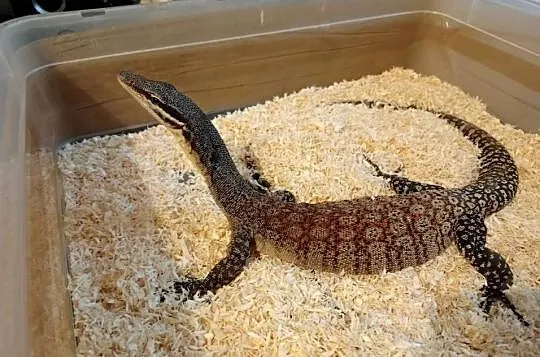 Varanus glauerti samica 5 lat, Dolnośląskie, Wrocław