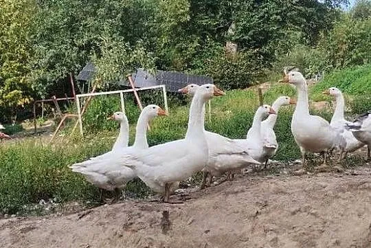 Gęsi tegoroczne, Małopolskie, Izdebnik