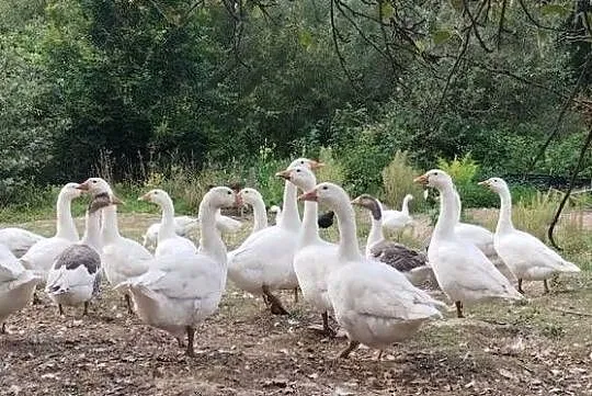Gęsi tegoroczne, Małopolskie, Izdebnik