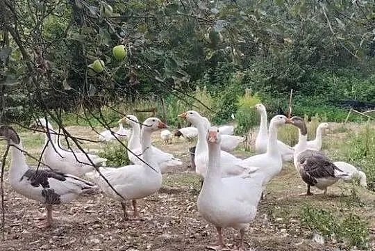 Gęsi tegoroczne, Małopolskie, Izdebnik