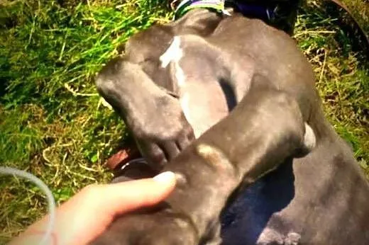 Dog niemiecki Grey do adopcji,  lubelskie Lublin