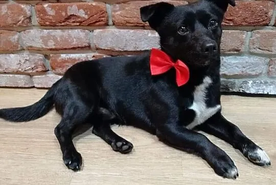 Maleńki Gumiś do adopcji, Mazowieckie, Warszawa