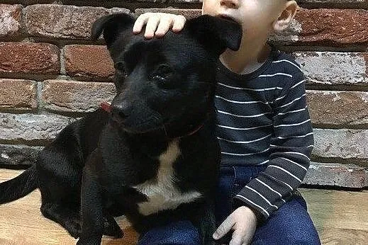 Maleńki Gumiś do adopcji, Mazowieckie, Warszawa