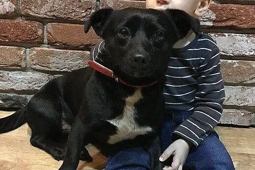 Maleńki Gumiś do adopcji, Mazowieckie, Warszawa