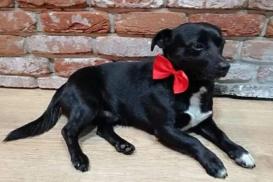 Maleńki Gumiś do adopcji, Mazowieckie, Warszawa
