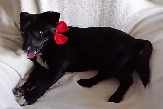 Maleńki Gumiś do adopcji, Mazowieckie, Warszawa