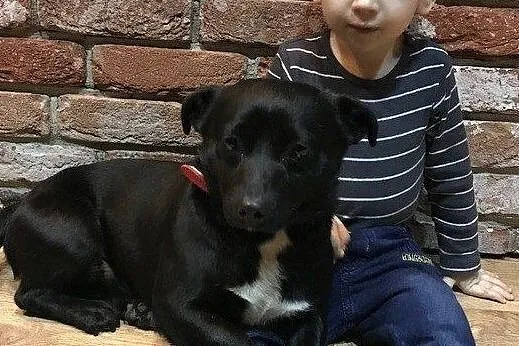 Maleńki Gumiś do adopcji, Mazowieckie, Warszawa