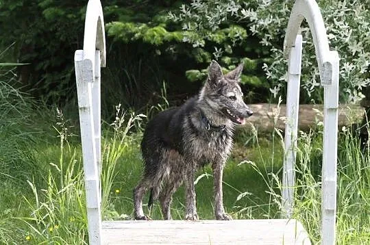 Suri młodziutka oryginalnej urody sunia szuka domu