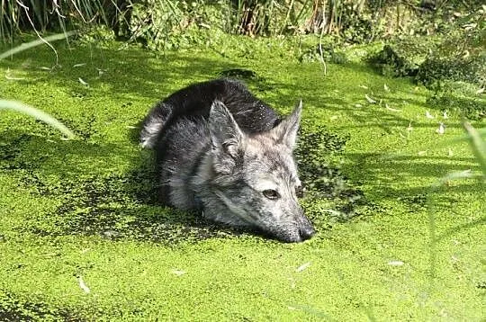 Suri młodziutka oryginalnej urody sunia szuka domu