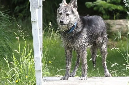 Suri młodziutka oryginalnej urody sunia szuka domu