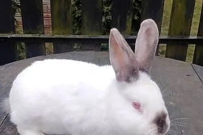 Samiec Kalifornia waga ok 3.5 kg polecam, Świętokrzyskie, Czarzyzna