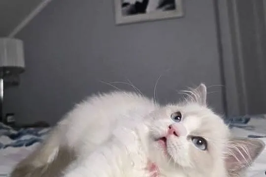 Urocza Lilly - kotka hodowlana do hodowli FPL Fife ragdoll