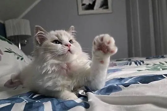 Urocza Lilly - kotka hodowlana do hodowli FPL Fife ragdoll, Wielkopolskie, Uścikowo