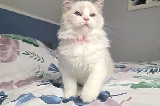 Urocza Lilly - kotka hodowlana do hodowli FPL Fife ragdoll, Wielkopolskie, Uścikowo