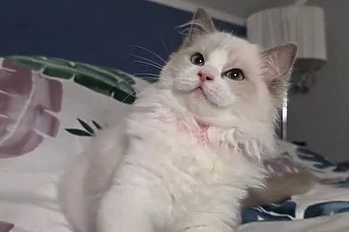 Urocza Lilly - kotka hodowlana do hodowli FPL Fife ragdoll, Wielkopolskie, Uścikowo