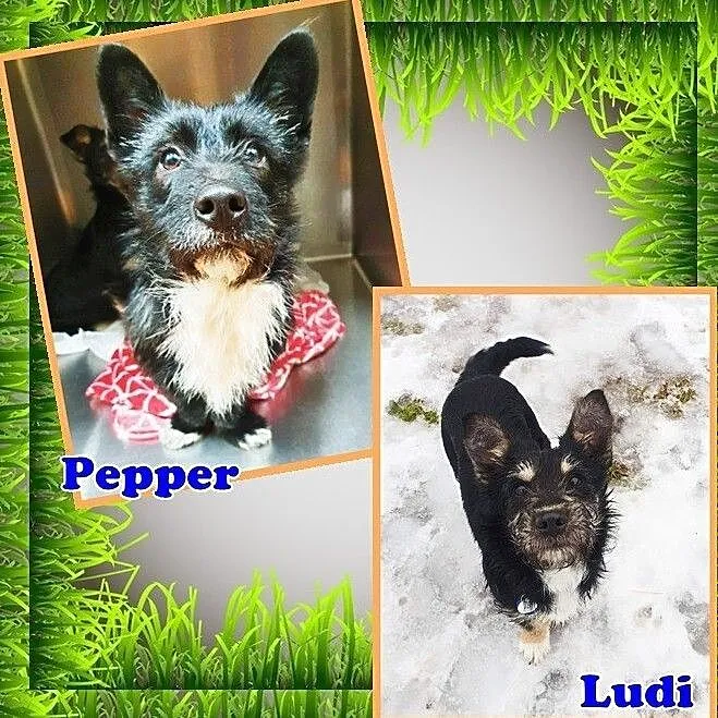 Pepper i Ludi – 2 młode psiaki związane ze sobą niczym bliźniaki, Łódzkie, Łódź