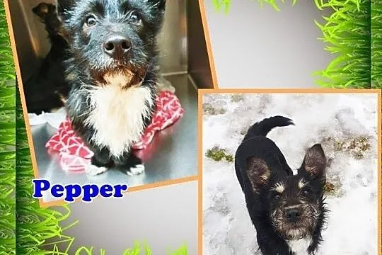 Pepper i Ludi – 2 młode psiaki związane ze sobą niczym bliźniaki, Łódzkie, Łódź