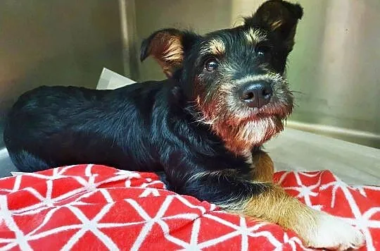 Pepper i Ludi – 2 młode psiaki związane ze sobą niczym bliźniaki, Łódzkie, Łódź