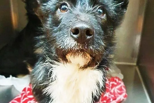 Pepper i Ludi – 2 młode psiaki związane ze sobą niczym bliźniaki, Łódzkie, Łódź