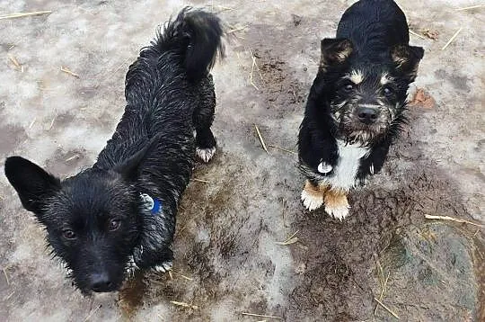 Pepper i Ludi – 2 młode psiaki związane ze sobą niczym bliźniaki, Łódzkie, Łódź