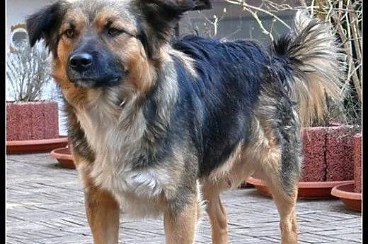 Ok. roczny przyjazny MOHITO szuka domu !,  mazowie