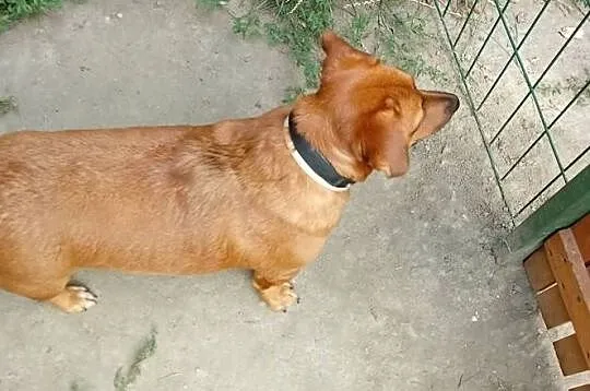 Mała, ruda ociupinka do adopcji poleca się słodka TInka, Mazowieckie, Warszawa