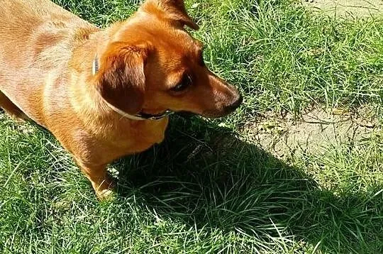 Mała, ruda ociupinka do adopcji poleca się słodka TInka, Mazowieckie, Warszawa