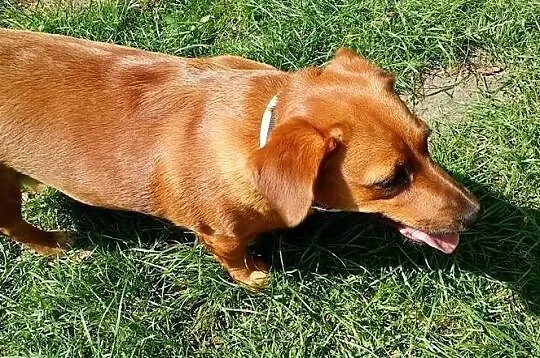 Mała, ruda ociupinka do adopcji poleca się słodka TInka, Mazowieckie, Warszawa