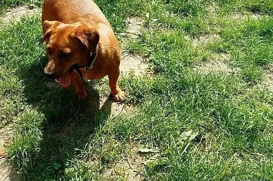 Mała, ruda ociupinka do adopcji poleca się słodka TInka, Mazowieckie, Warszawa