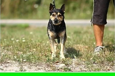 Usłyszy każdy szelest,czujny,2 letni ARES z ogonem