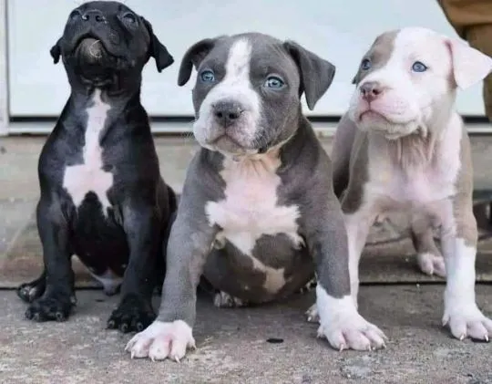 Dostępne szczenięta rasy American Staffordshire Terrier. Amstaff, Podlaskie, Suwałki