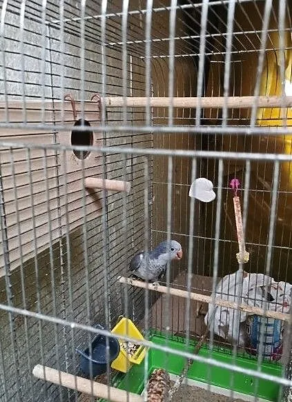 Mnicha nizinna cobalt 0.1, , Bydgoszcz
