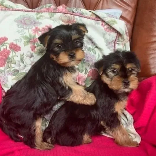 Młode i słodkie szczenięta yorkie terrier na sprzedaż.