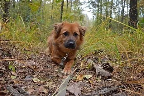 Dixon - koniecznie potrzebuje domu z innym psem/su