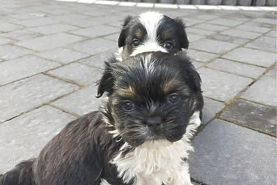 Suczki i pieski, mieszanka pekińczyk z yorkiem