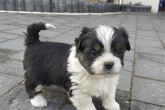 Suczki i pieski, mieszanka pekińczyk z yorkiem, Małopolskie, Niedźwiedź