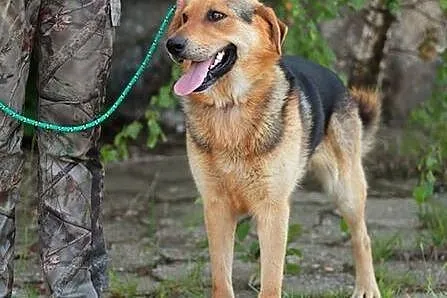 Azor - wierny, owczarkowaty przyjaciel :)