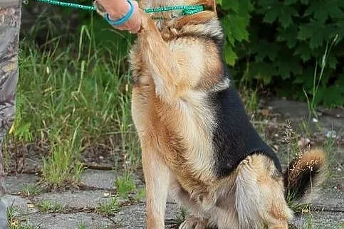 Azor - wierny, owczarkowaty przyjaciel :)