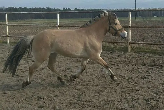 Klacz