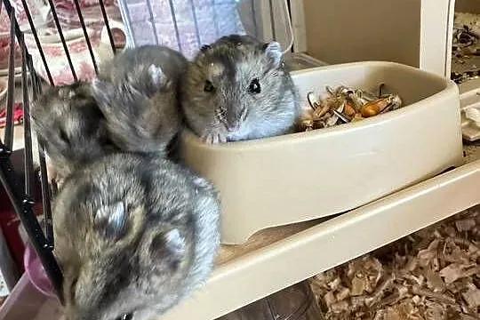 Chomik chomiki dżungarskie.klatka, Śląskie, Kalety