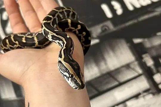 Pyton Birmański Classic 100% het. Pied 50% albino