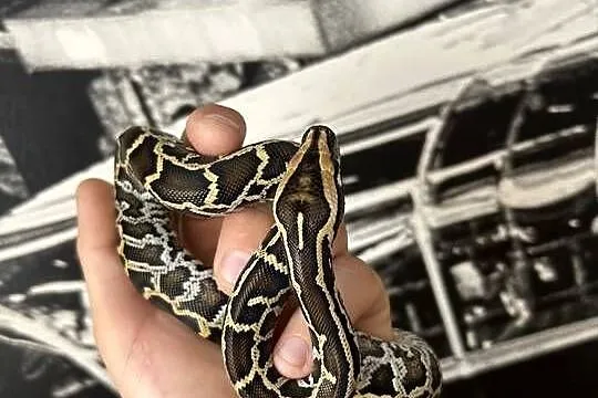 Pyton Birmański Classic 100% het. Pied 50% albino, Świętokrzyskie, Suchedniów